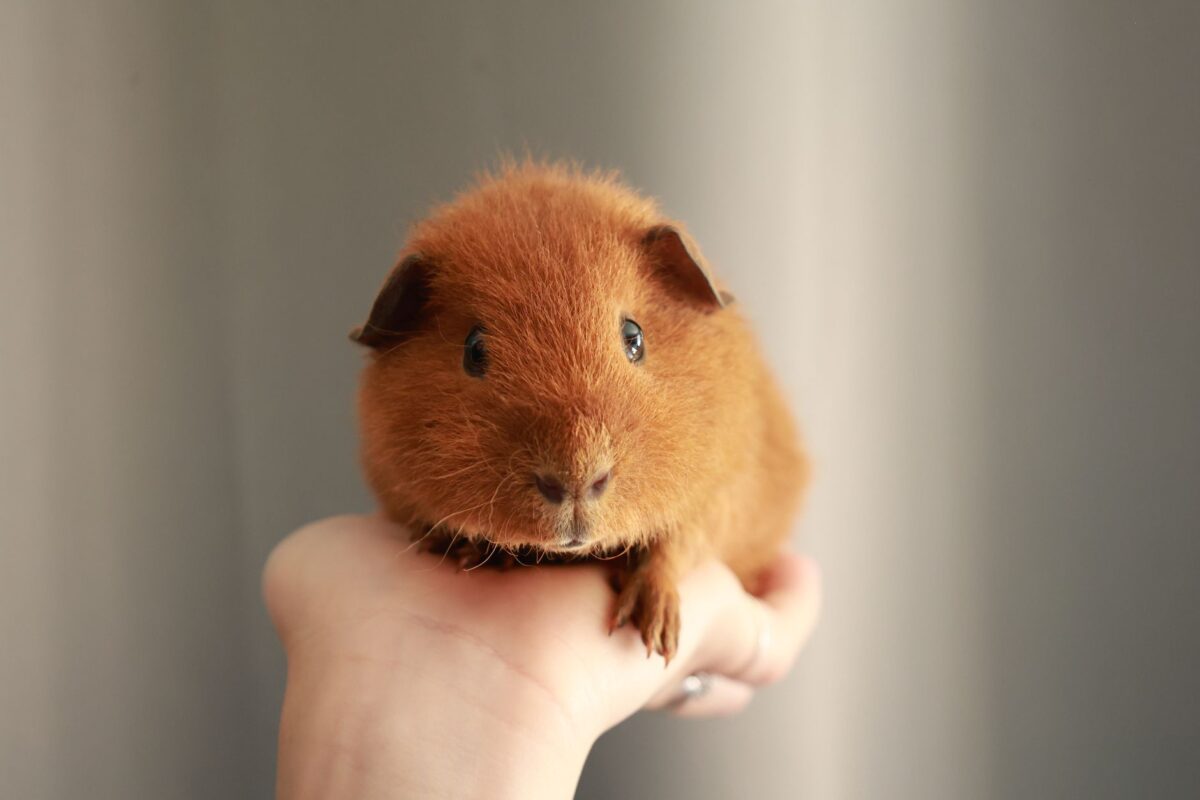 Cochon d'Inde ou hamster pour un enfant : les critères d'une vétérinaire